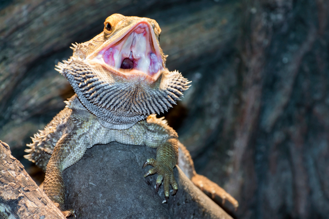 Bearded Dragon Facts Pet Comments
