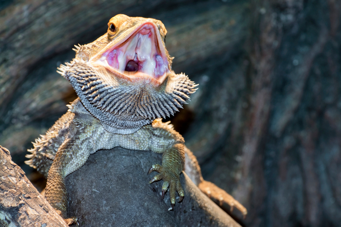 bearded dragons teeth