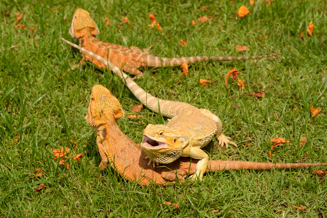 photo bearded dragon in the garden