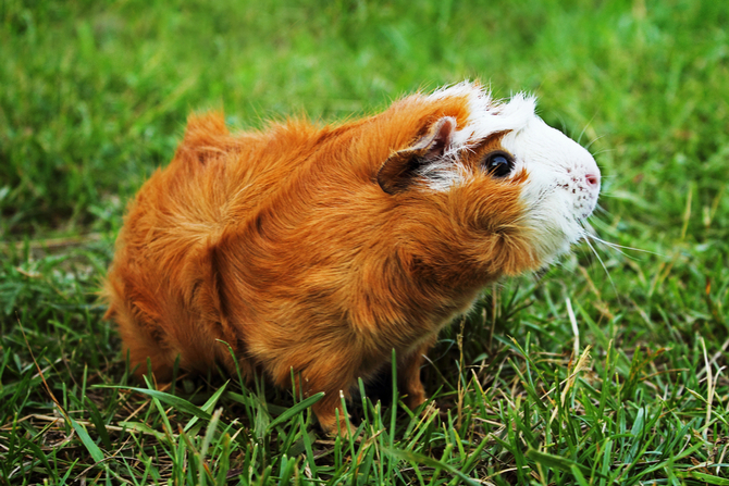 curly haired guinea pig