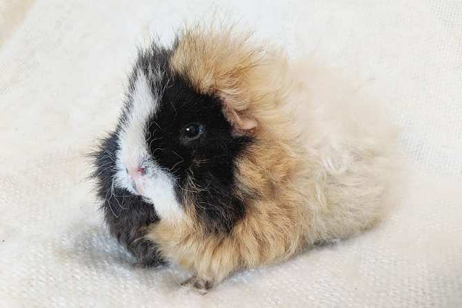 Alpaca Guinea Pig