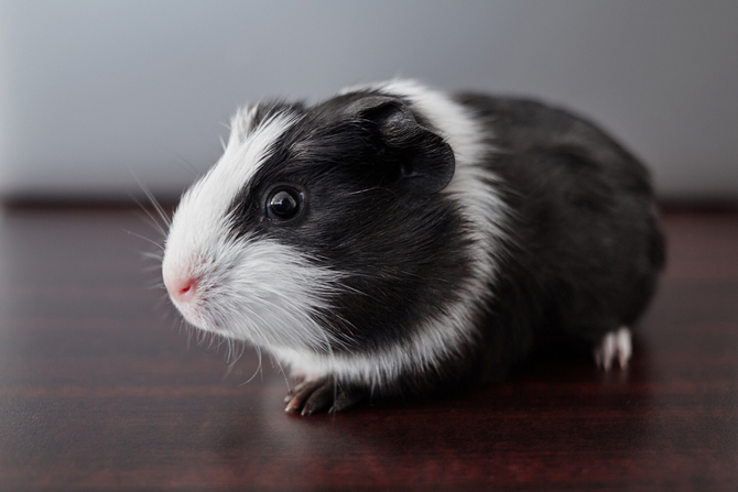 black and white guinea pig