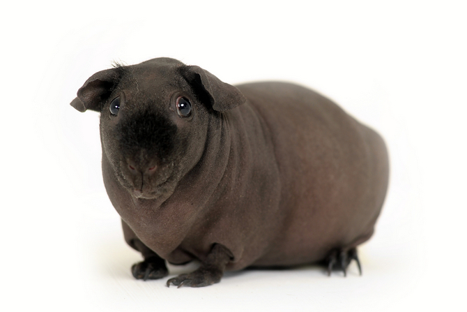 Baldwin Guinea Pig