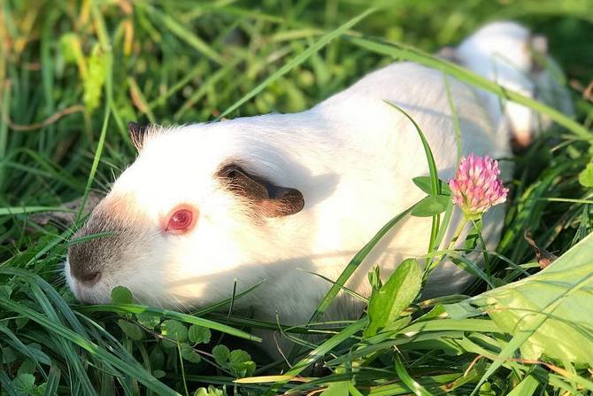 Himalayan Guinea Pig