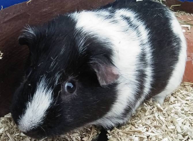 Magpie Guinea Pig