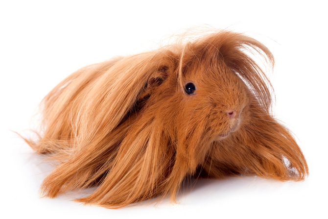 Peruvian Guinea Pig