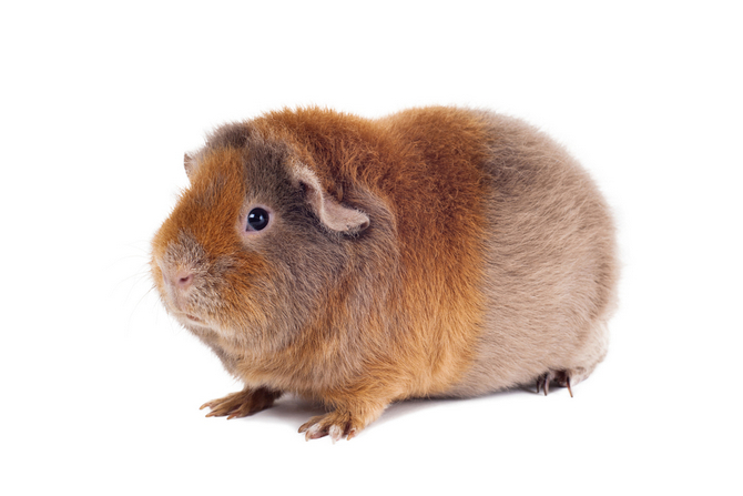 Rex Guinea Pig