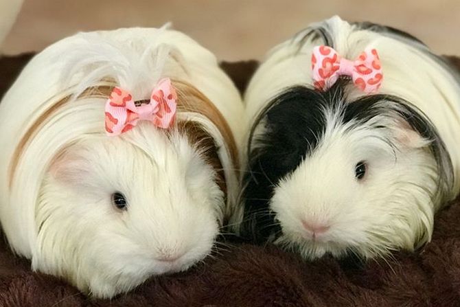 long haired white guinea pig