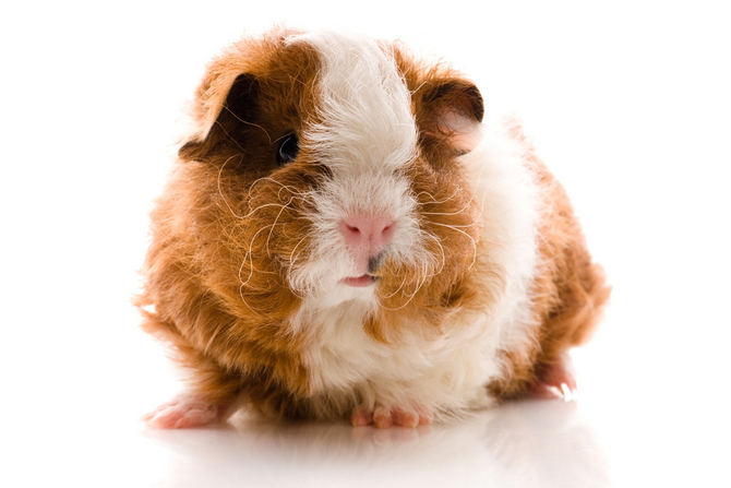 Texel Guinea Pig