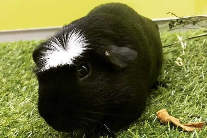 White Crested Guinea Pig