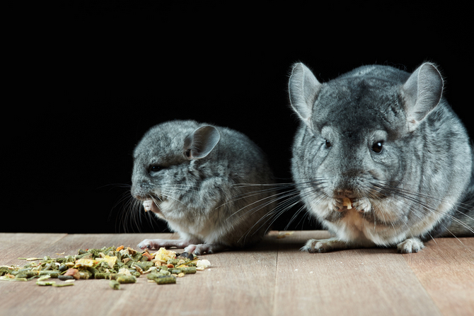 chinchilla food