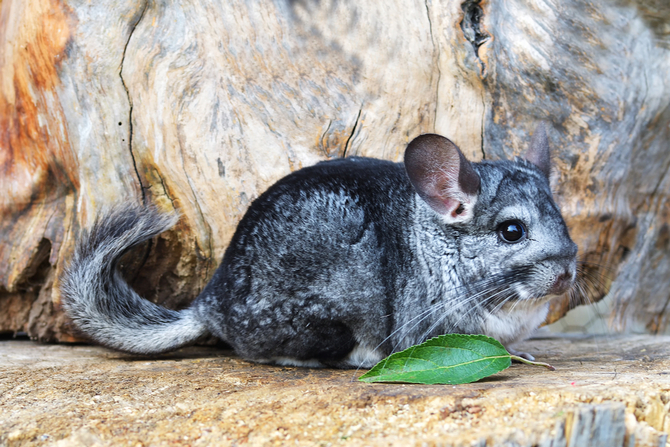 chinchilla health