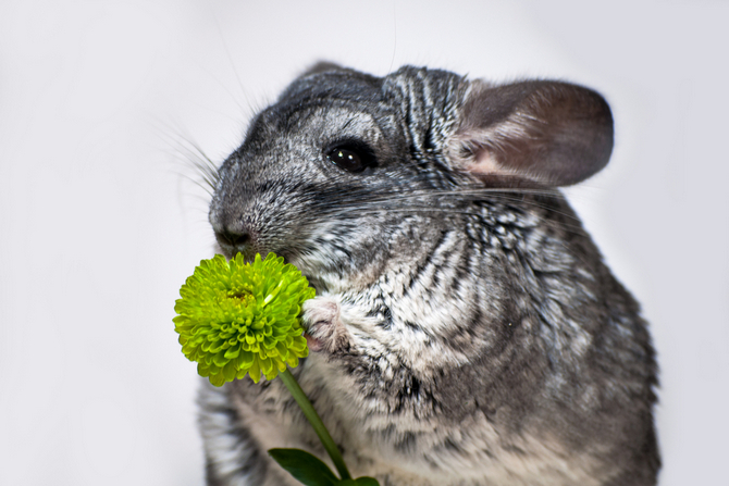 chinchilla holds her paws flower