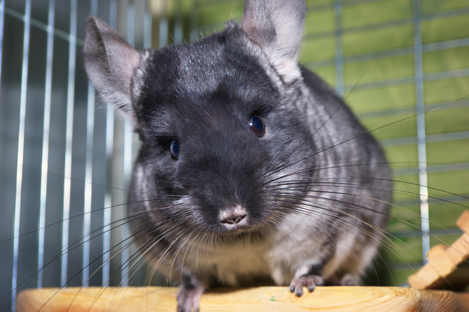 chinchilla in a cage