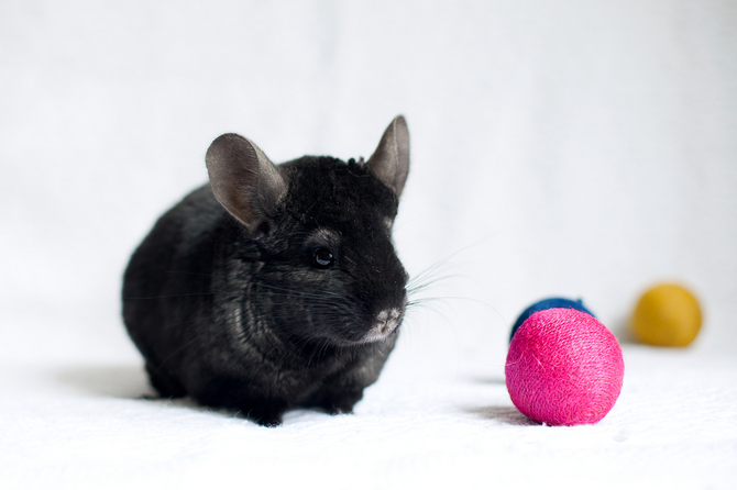 chinchilla toys