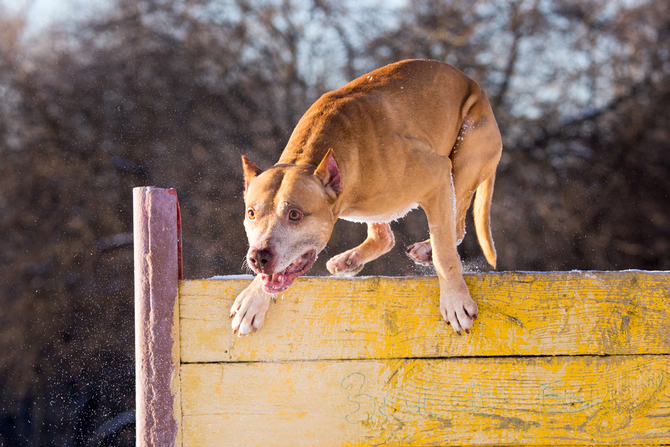 american pit bull terrier jumps