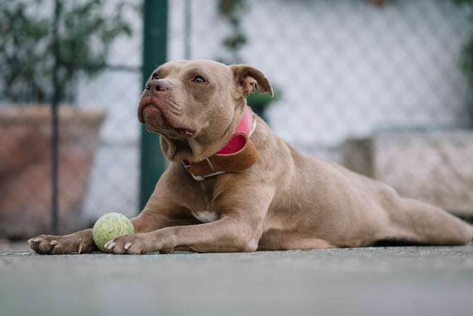 brown pitbull dog playing