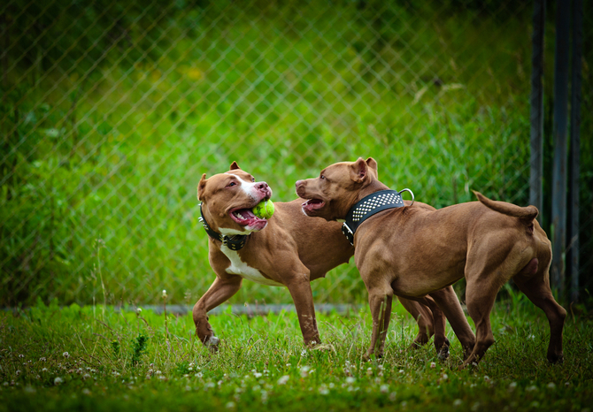 pit bull terrier dog play