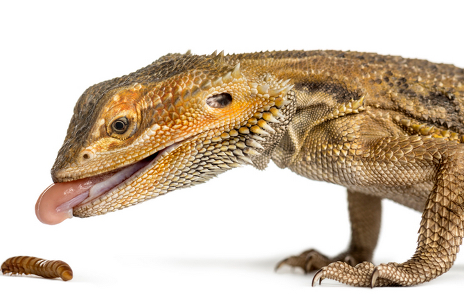 bearded dragon eating larva