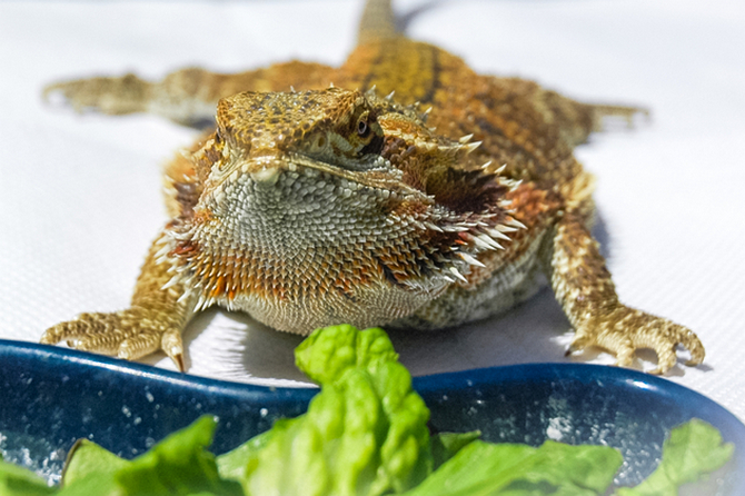 giant bearded dragon