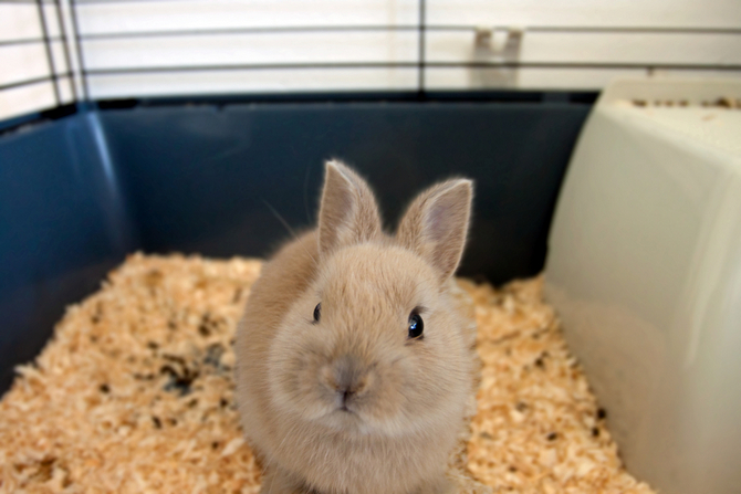 dwarf rabbit