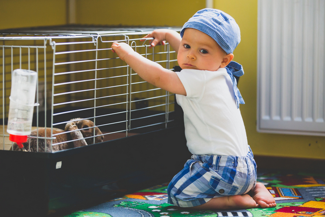 ittle baby boy rabbit