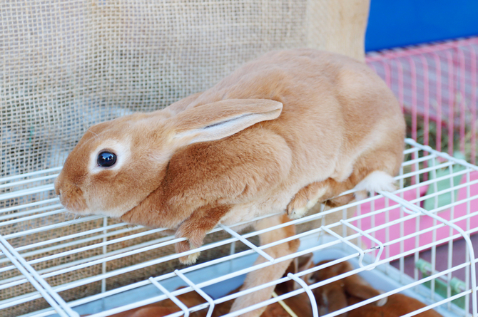 Best way to clean hotsell rabbit cage