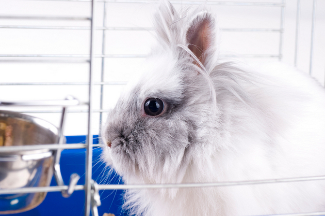 white angora bunny