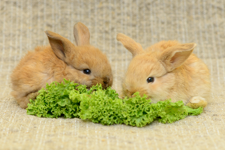 newborn brown rabbit