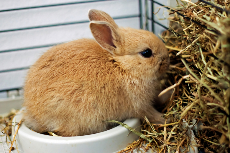 rabbit feeds from the trough