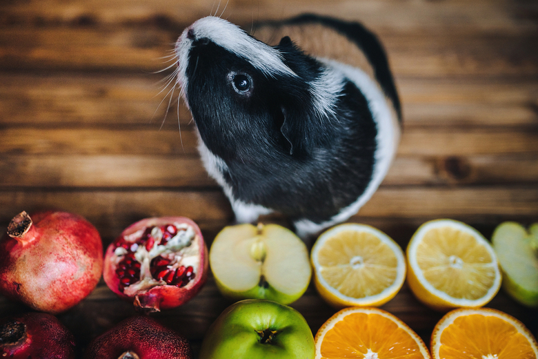 guinea pig wants try juicy