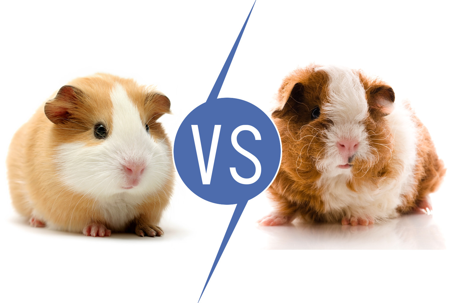 Guinea Pigs vs Hamsters [11 Things to know] | Pet Comments