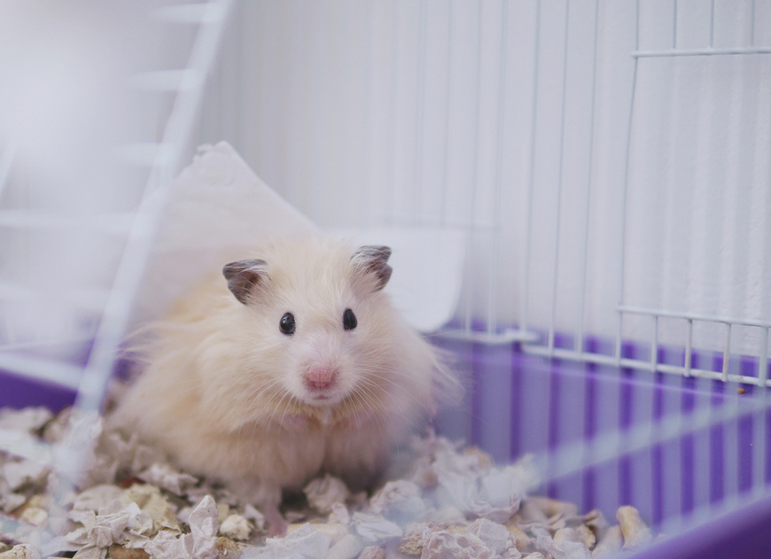 small hamster sitting cage