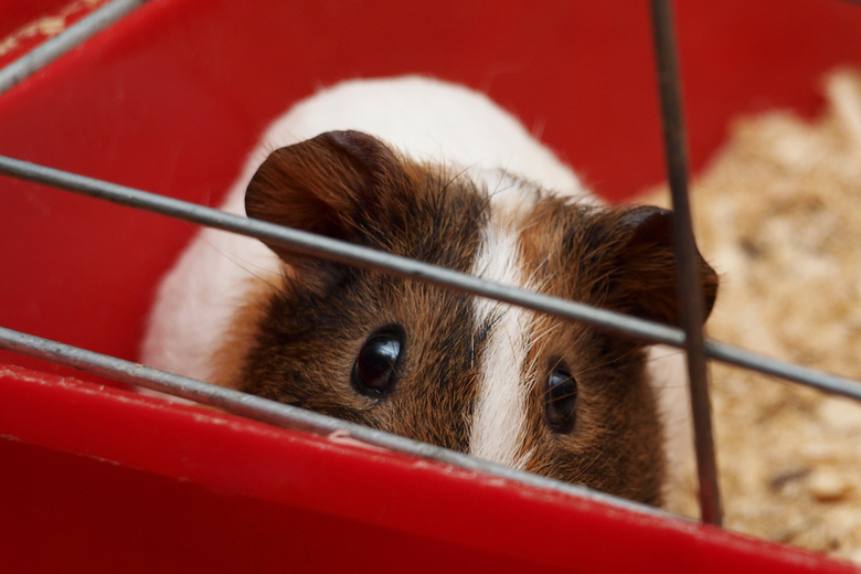 guinea pig cage with removable tray