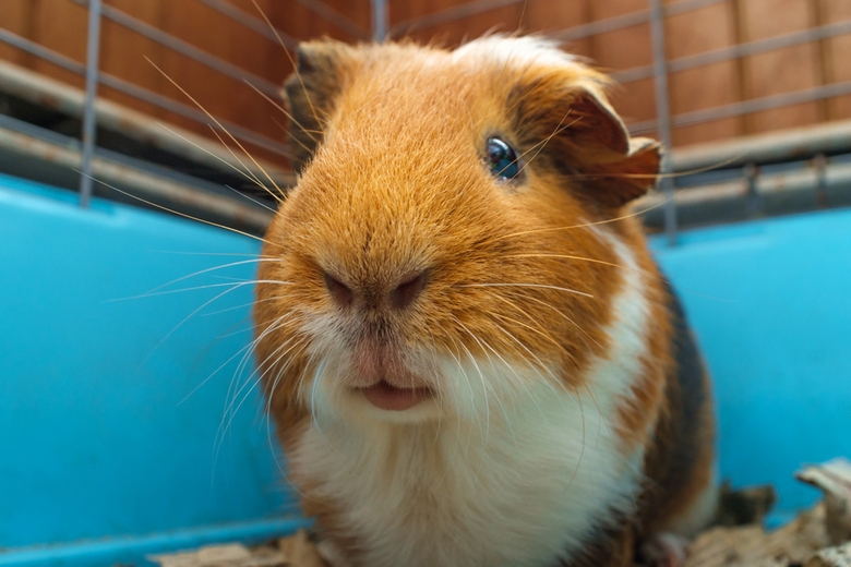 2 floor guinea pig cages