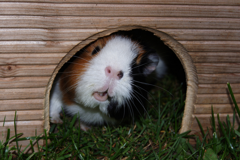 guinea pig family