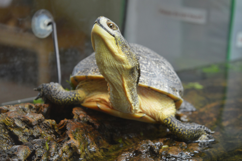 turtle tank decorations