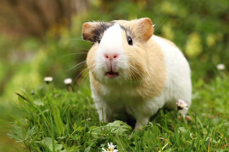 guinea pig sounds and meanings