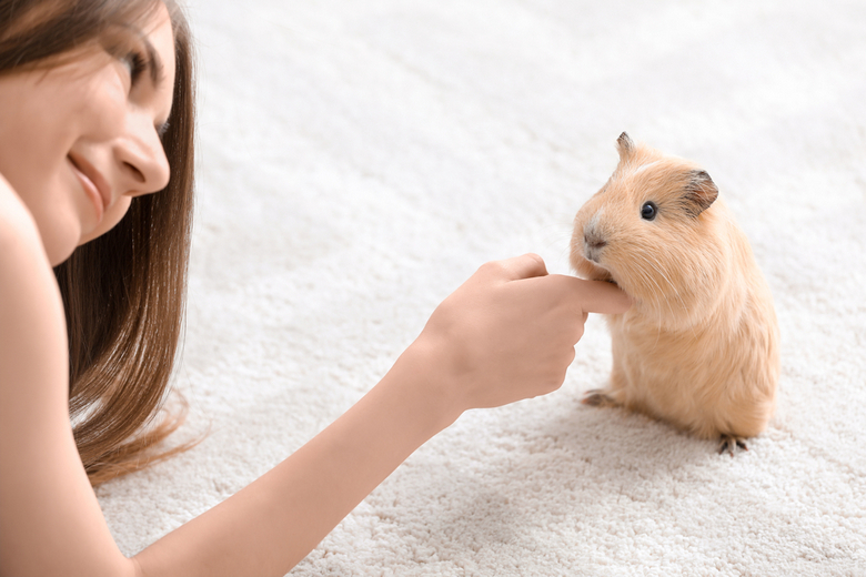 Scared guinea discount pig noises