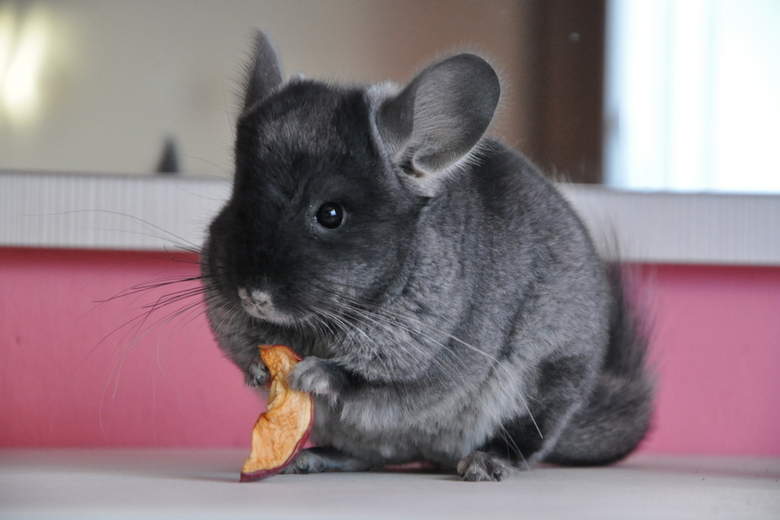 chinchilla lifespan