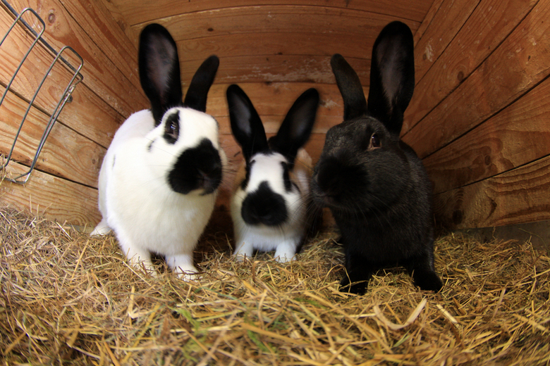 best outdoor rabbit hutch