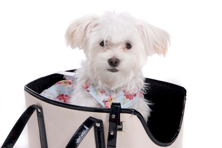 dog carrier purse