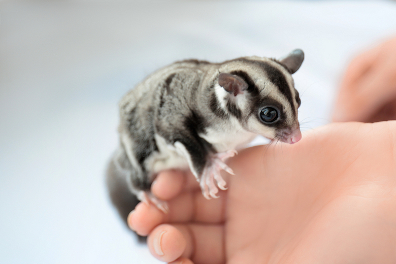 Sugar Glider As A Pet An Exotic Companion Facts And Info Pet Comments