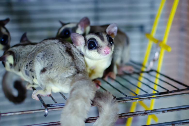 full grown sugar glider cage