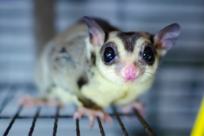 full grown sugar glider cage