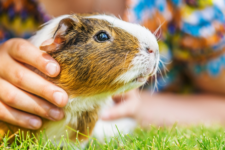 guinea pig pros cons