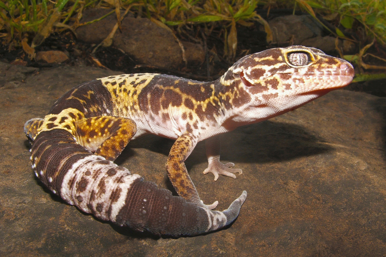 African Fat-Tailed Gecko