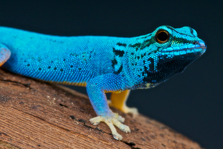 Electric Blue Gecko