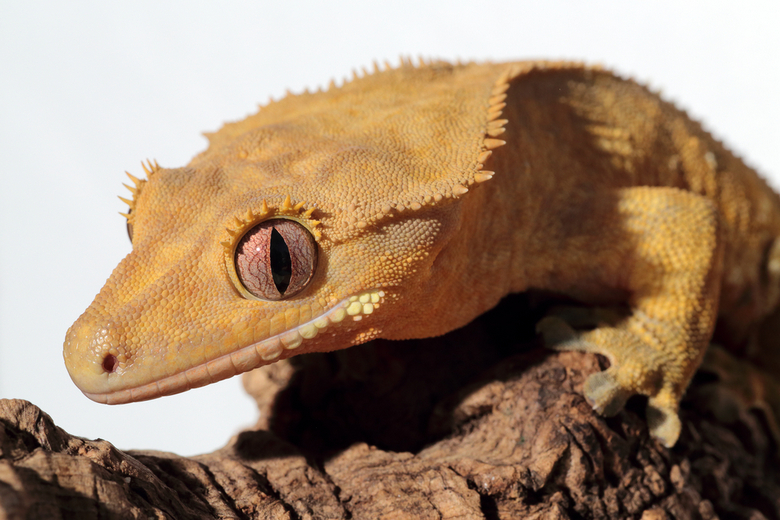 Crested Gecko