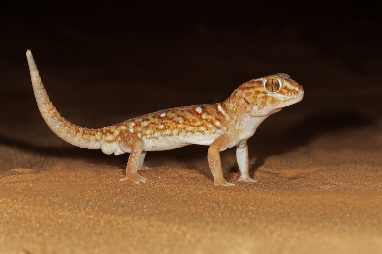 Dune Gecko